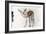 Gazelle Fawn (Arabian Gazelle) 2010-Mark Adlington-Framed Giclee Print