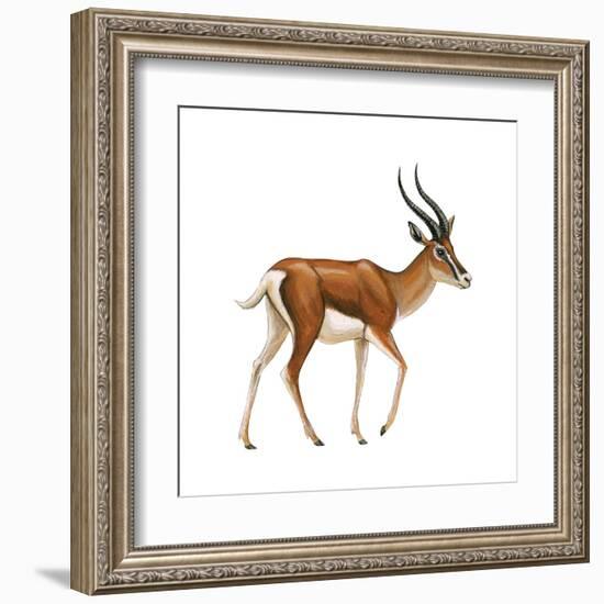 Gazelle (Gazella Granti), Mammals-Encyclopaedia Britannica-Framed Art Print