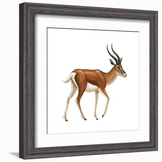 Gazelle (Gazella Granti), Mammals-Encyclopaedia Britannica-Framed Art Print