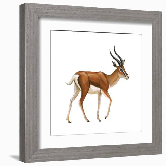 Gazelle (Gazella Granti), Mammals-Encyclopaedia Britannica-Framed Art Print