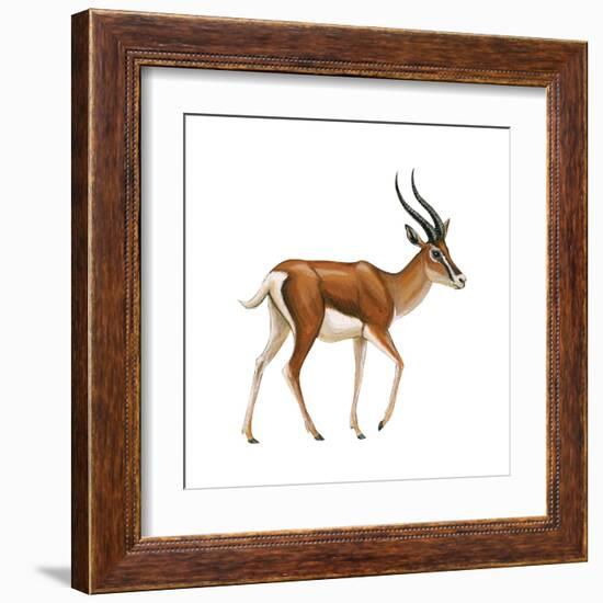 Gazelle (Gazella Granti), Mammals-Encyclopaedia Britannica-Framed Art Print