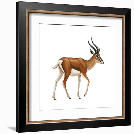 Gazelle (Gazella Granti), Mammals-Encyclopaedia Britannica-Framed Art Print