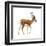 Gazelle (Gazella Granti), Mammals-Encyclopaedia Britannica-Framed Art Print