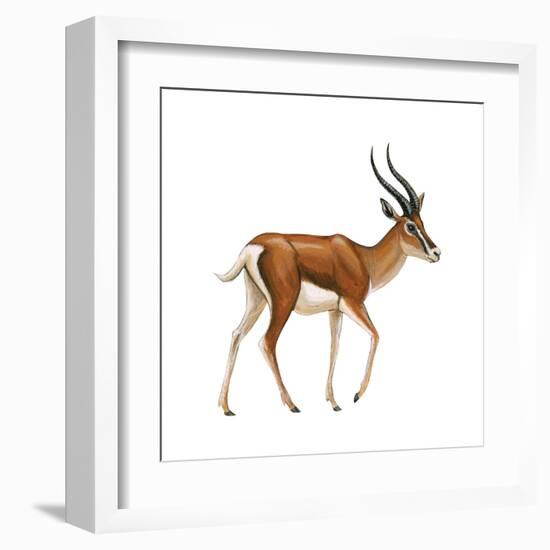 Gazelle (Gazella Granti), Mammals-Encyclopaedia Britannica-Framed Art Print