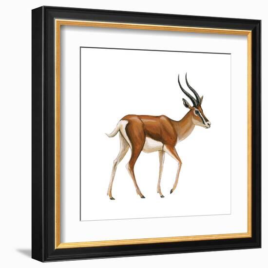 Gazelle (Gazella Granti), Mammals-Encyclopaedia Britannica-Framed Art Print