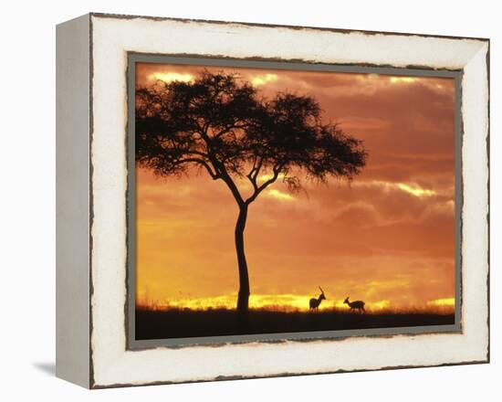 Gazelle Grazing Under Acacia Tree at Sunset, Maasai Mara, Kenya-Merrill Images-Framed Premier Image Canvas