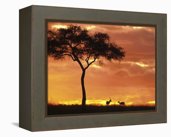 Gazelle Grazing Under Acacia Tree at Sunset, Maasai Mara, Kenya-Merrill Images-Framed Premier Image Canvas