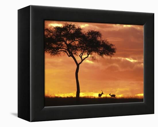 Gazelle Grazing Under Acacia Tree at Sunset, Maasai Mara, Kenya-Merrill Images-Framed Premier Image Canvas