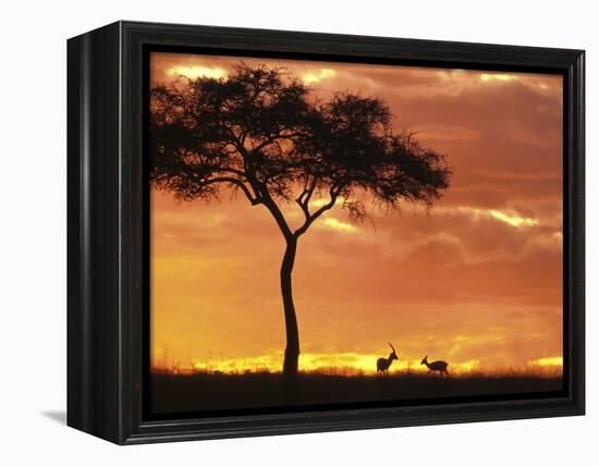 Gazelle Grazing Under Acacia Tree at Sunset, Maasai Mara, Kenya-Merrill Images-Framed Premier Image Canvas