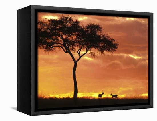 Gazelle Grazing Under Acacia Tree at Sunset, Maasai Mara, Kenya-Merrill Images-Framed Premier Image Canvas