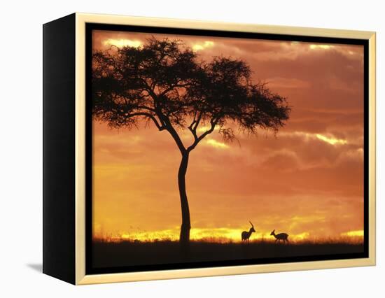 Gazelle Grazing Under Acacia Tree at Sunset, Maasai Mara, Kenya-Merrill Images-Framed Premier Image Canvas