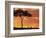 Gazelle Grazing Under Acacia Tree at Sunset, Maasai Mara, Kenya-Merrill Images-Framed Photographic Print