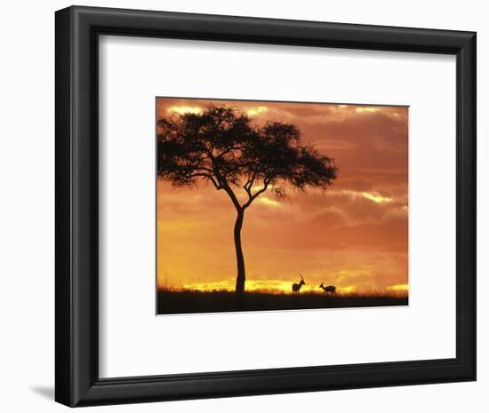 Gazelle Grazing Under Acacia Tree at Sunset, Maasai Mara, Kenya-Merrill Images-Framed Photographic Print