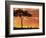 Gazelle Grazing Under Acacia Tree at Sunset, Maasai Mara, Kenya-Merrill Images-Framed Photographic Print