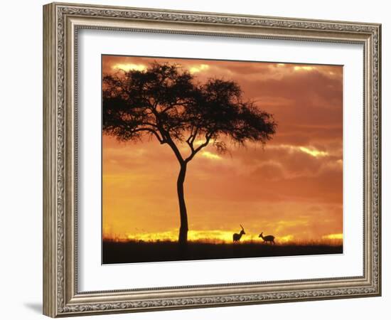 Gazelle Grazing Under Acacia Tree at Sunset, Maasai Mara, Kenya-Merrill Images-Framed Photographic Print