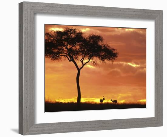 Gazelle Grazing Under Acacia Tree at Sunset, Maasai Mara, Kenya-Merrill Images-Framed Photographic Print