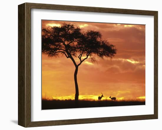 Gazelle Grazing Under Acacia Tree at Sunset, Maasai Mara, Kenya-Merrill Images-Framed Photographic Print