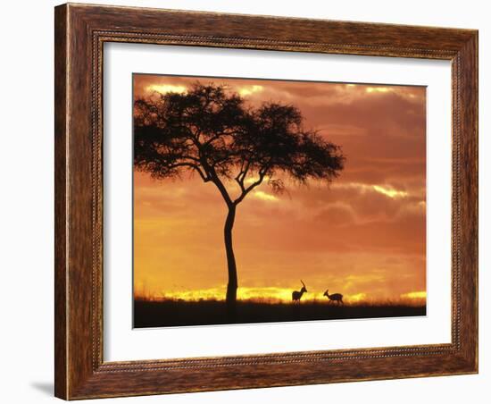 Gazelle Grazing Under Acacia Tree at Sunset, Maasai Mara, Kenya-Merrill Images-Framed Photographic Print