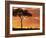 Gazelle Grazing Under Acacia Tree at Sunset, Maasai Mara, Kenya-Merrill Images-Framed Photographic Print