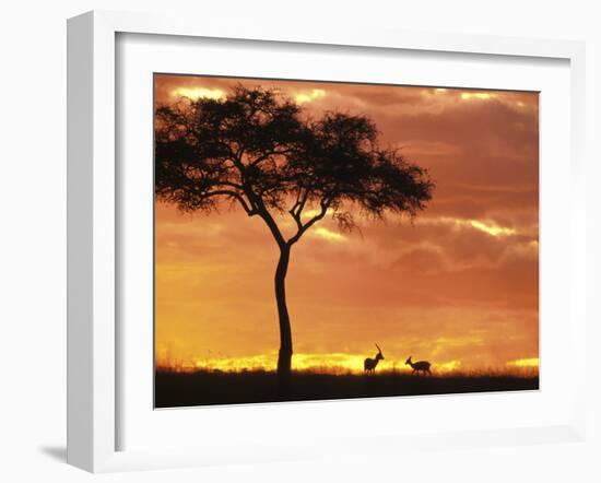 Gazelle Grazing Under Acacia Tree at Sunset, Maasai Mara, Kenya-Merrill Images-Framed Photographic Print