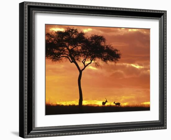 Gazelle Grazing Under Acacia Tree at Sunset, Maasai Mara, Kenya-Merrill Images-Framed Photographic Print