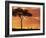 Gazelle Grazing Under Acacia Tree at Sunset, Maasai Mara, Kenya-Merrill Images-Framed Photographic Print