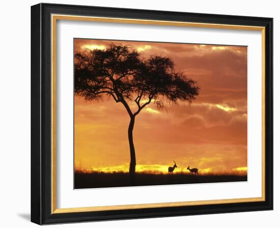 Gazelle Grazing Under Acacia Tree at Sunset, Maasai Mara, Kenya-Merrill Images-Framed Photographic Print