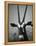 Gazelle-Henry Horenstein-Framed Premier Image Canvas