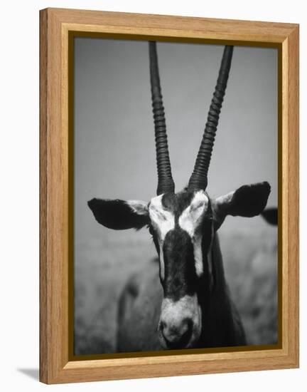 Gazelle-Henry Horenstein-Framed Premier Image Canvas