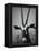 Gazelle-Henry Horenstein-Framed Premier Image Canvas