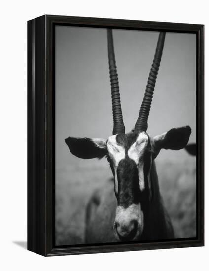 Gazelle-Henry Horenstein-Framed Premier Image Canvas