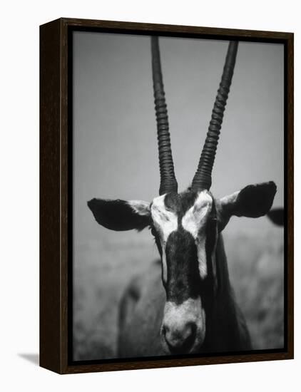 Gazelle-Henry Horenstein-Framed Premier Image Canvas