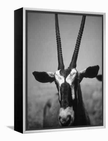 Gazelle-Henry Horenstein-Framed Premier Image Canvas