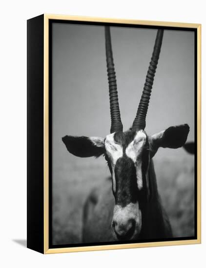 Gazelle-Henry Horenstein-Framed Premier Image Canvas