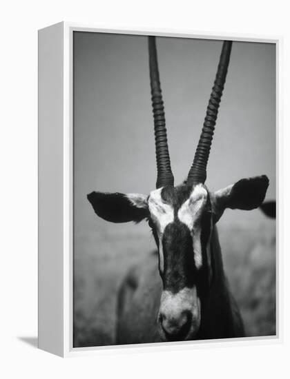 Gazelle-Henry Horenstein-Framed Premier Image Canvas