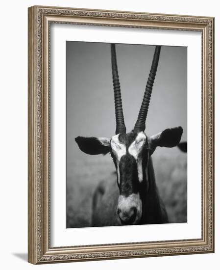 Gazelle-Henry Horenstein-Framed Photographic Print