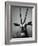 Gazelle-Henry Horenstein-Framed Photographic Print