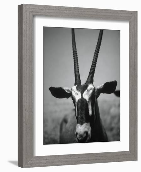 Gazelle-Henry Horenstein-Framed Photographic Print