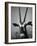 Gazelle-Henry Horenstein-Framed Photographic Print