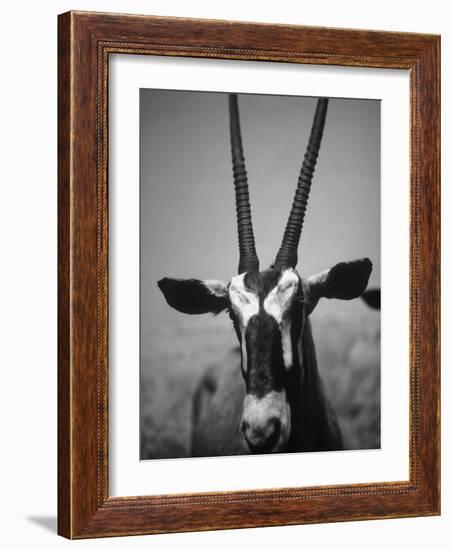 Gazelle-Henry Horenstein-Framed Photographic Print