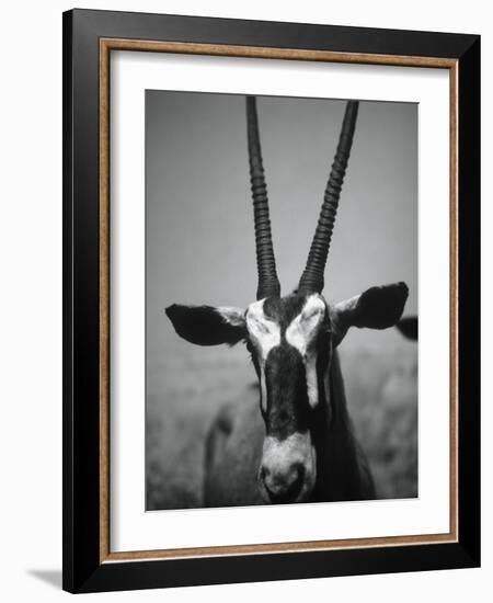 Gazelle-Henry Horenstein-Framed Photographic Print