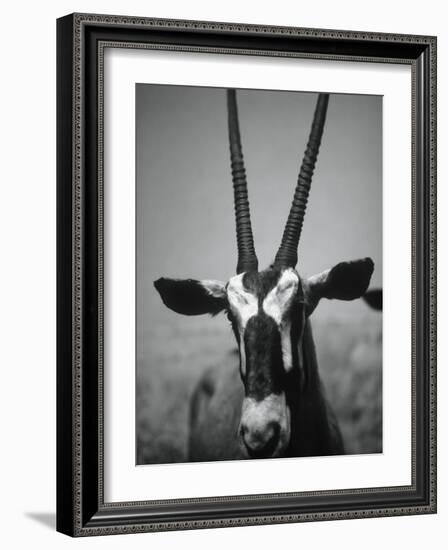 Gazelle-Henry Horenstein-Framed Photographic Print