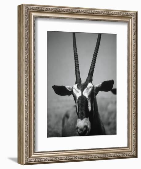 Gazelle-Henry Horenstein-Framed Photographic Print