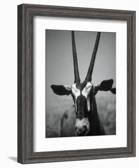 Gazelle-Henry Horenstein-Framed Photographic Print