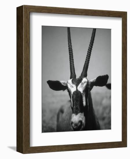 Gazelle-Henry Horenstein-Framed Photographic Print