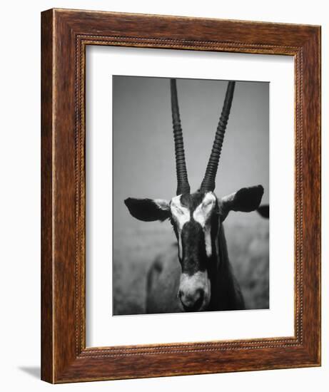 Gazelle-Henry Horenstein-Framed Photographic Print