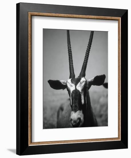 Gazelle-Henry Horenstein-Framed Photographic Print