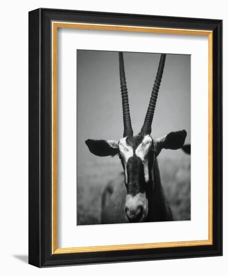 Gazelle-Henry Horenstein-Framed Photographic Print