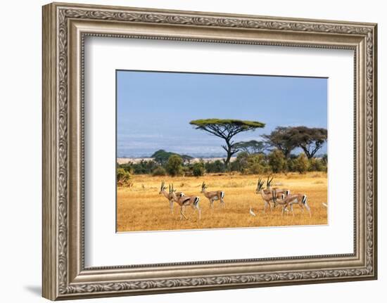 Gazelles Amboseli Kenya Africa-null-Framed Art Print