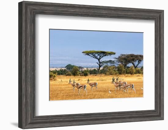 Gazelles Amboseli Kenya Africa-null-Framed Art Print